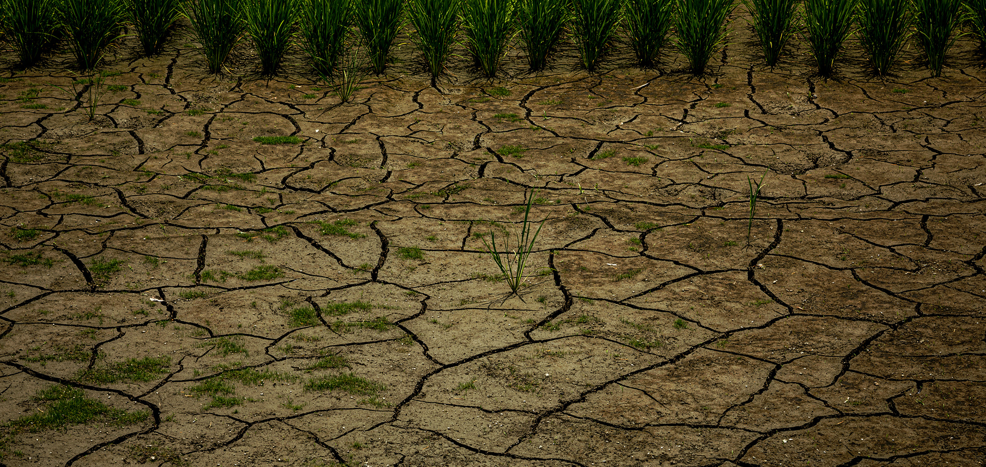 日本のコメの危機に、最前線で挑む。