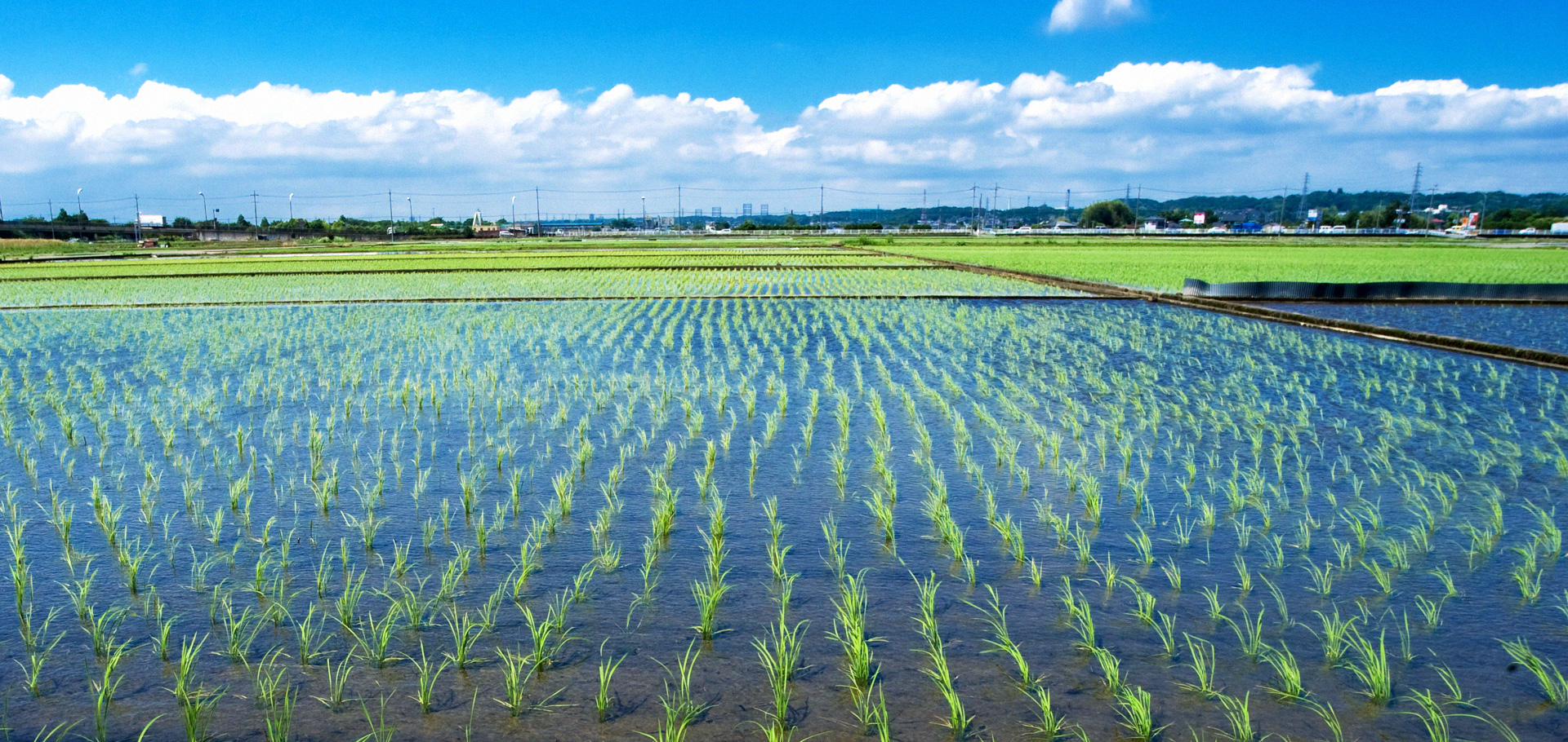 日本のコメの危機に、最前線で挑む。