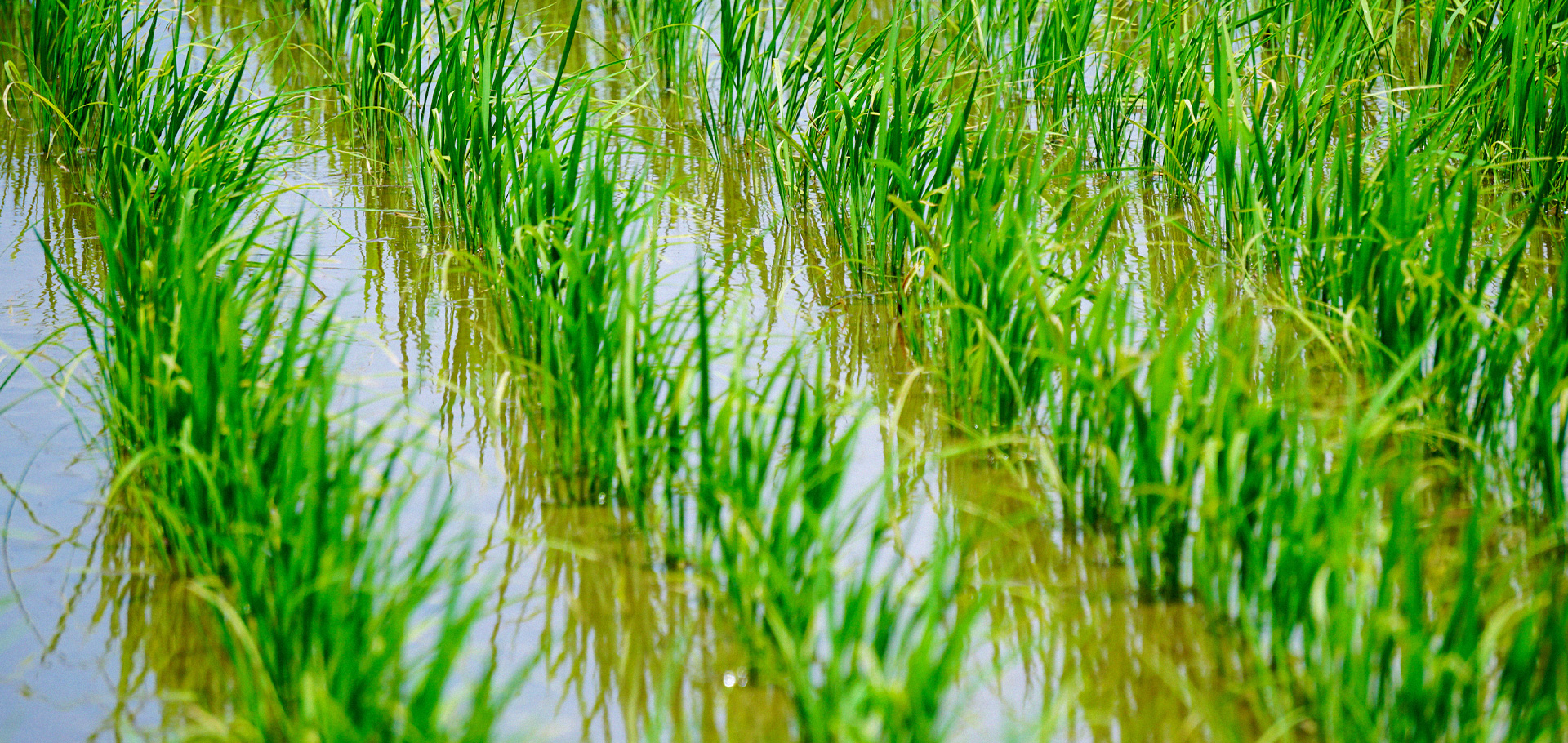 日本のコメの危機に、最前線で挑む。