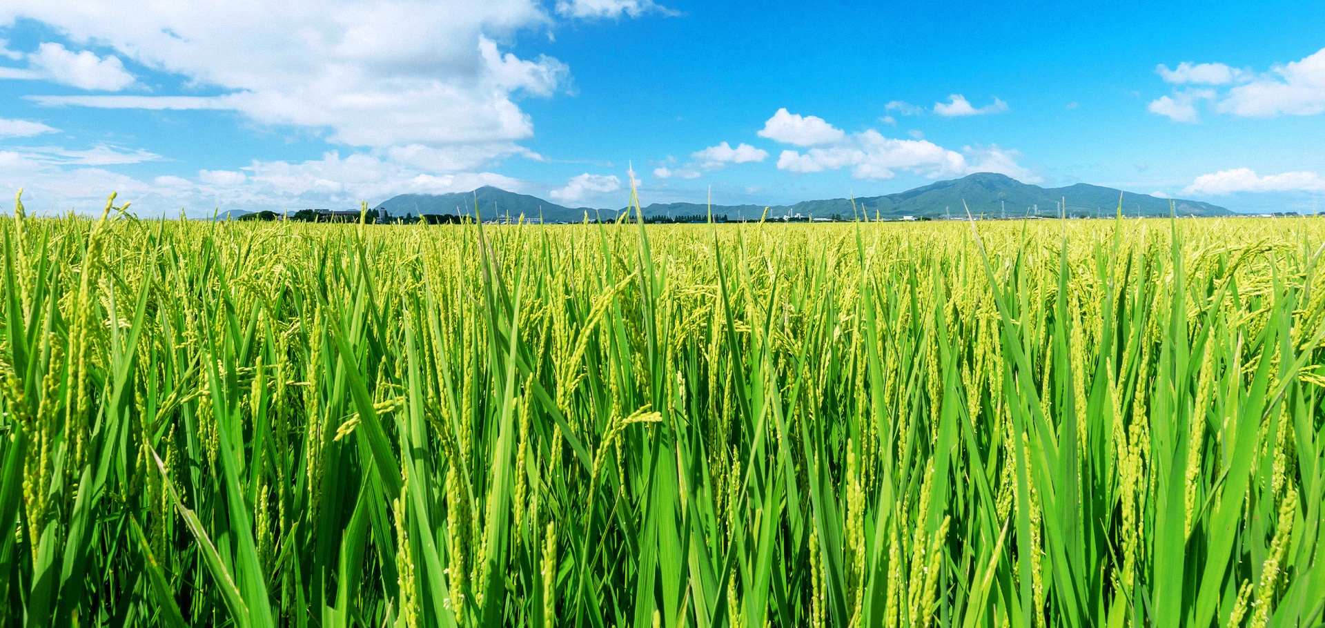 日本のコメの危機に、最前線で挑む。