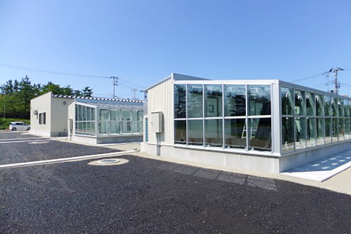 超高温耐性米の開発