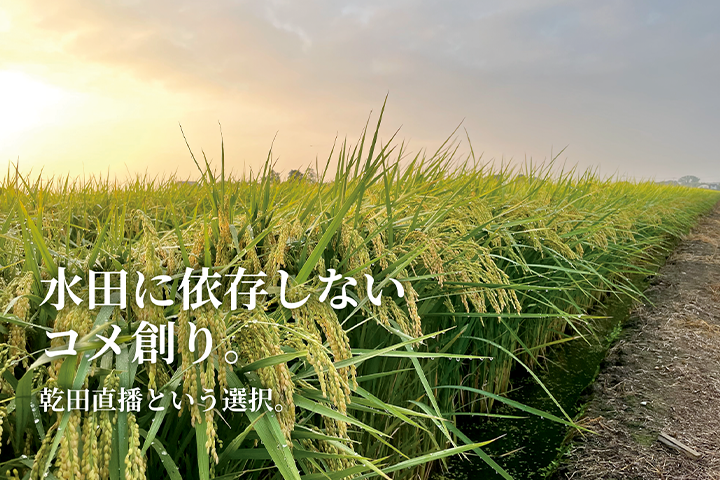 超節水型新稲作(陸稲)の取り組み