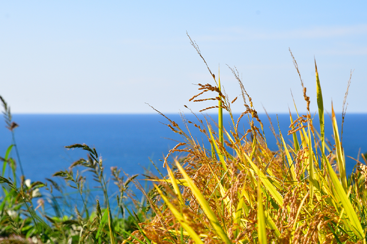 オーシャンアグリカルチャープロジェクト